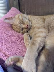 Reunited Male Cat last seen 41st St NW and 38th st NW, Canton, OH 44709