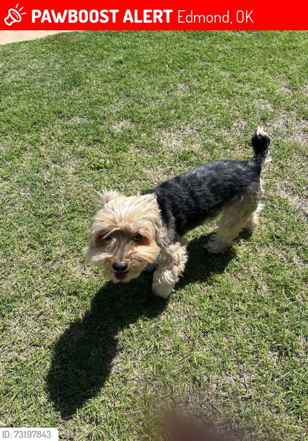Lost Male Dog last seen 150th n Santa fe, Edmond, OK 73013