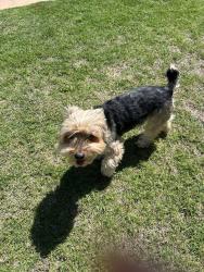 Lost Male Dog last seen 150th n Santa fe, Edmond, OK 73013