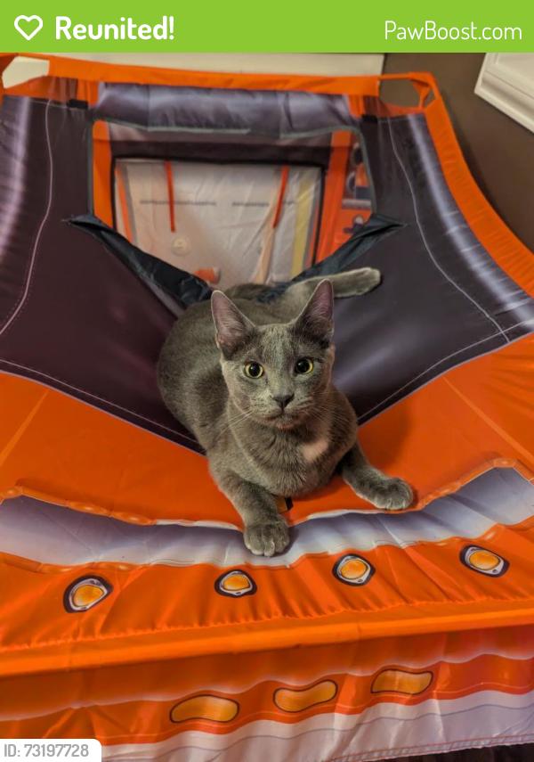 Reunited Male Cat last seen Howard Moore Park, Arlington, TX 76013