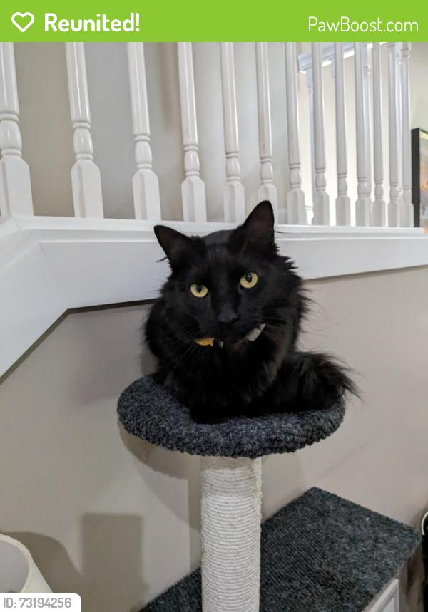Reunited Male Cat last seen Near Viera Dr, Swannanoa, NC 28778, USA, Swannanoa, NC 28778