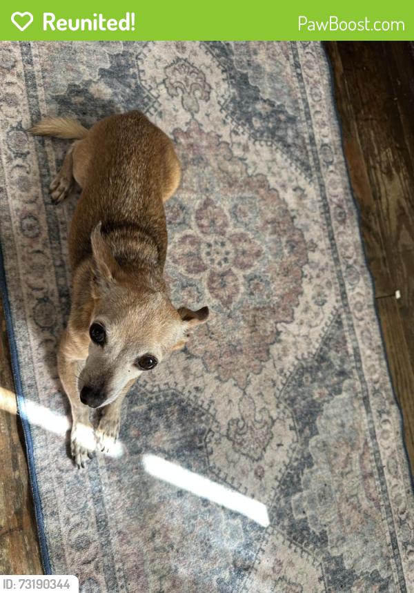 Reunited Male Dog last seen St Claude and Lizardi, New Orleans, LA 70117