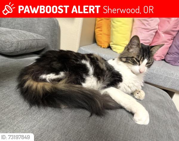 Lost Male Cat last seen Sw Duckridge and Cedarview, Sherwood, OR 97140
