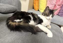 Lost Male Cat last seen Sw Duckridge and Cedarview, Sherwood, OR 97140