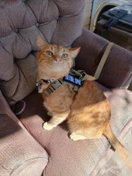 Reunited Male Cat last seen His house 270 West Reed Ave N, Salt Lake City, UT 84103