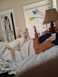 Lost Male Cat last seen Swallow Way and Loutit road, Fort McMurray, AB T9K 0K9