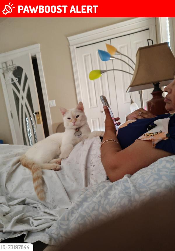 Lost Male Cat last seen Swallow Way and Loutit road, Fort McMurray, AB T9K 0K9