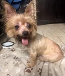 Found/Stray Female Dog last seen NW 21st Steet, Gainesville, FL 32605