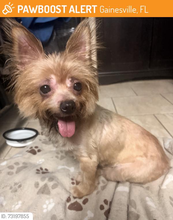 Found/Stray Female Dog last seen NW 21st Steet, Gainesville, FL 32605