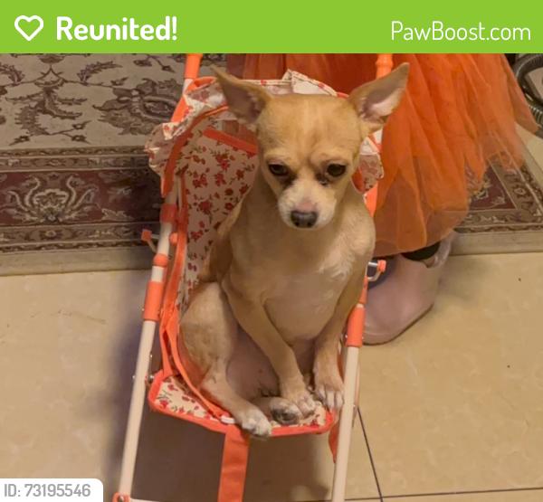 Reunited Male Dog last seen Lincoln Ave, Liberty Ave by joes pizza, Brooklyn, NY 11208