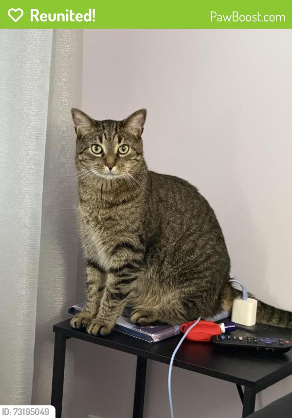 Reunited Male Cat last seen Olde concord rd and apple blossom, Stafford, VA 22554
