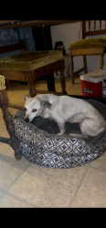 Reunited Female Dog last seen Dorchester St and Osage Dr, La Presa, CA 91977