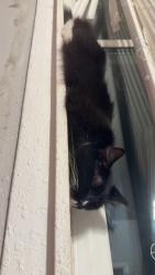 Reunited Female Cat last seen Hickok,, Houston, TX 77047