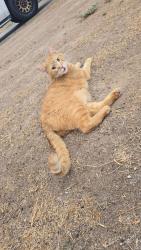 Found/Stray Unknown Cat last seen 39th Ave and Cheryl Dr, Phoenix, AZ 85029