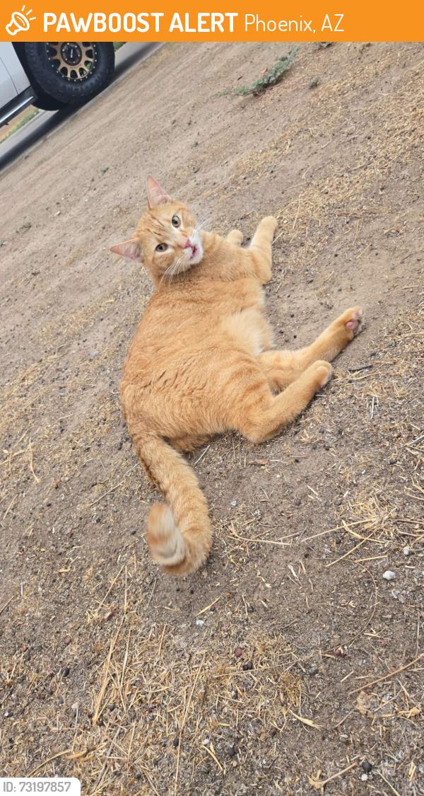 Found/Stray Unknown Cat last seen 39th Ave and Cheryl Dr, Phoenix, AZ 85029