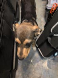 Found/Stray Male Dog last seen Mississippi, Aurora, CO 80012