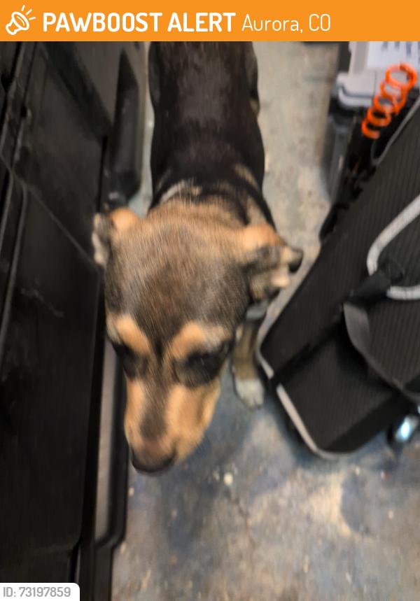 Found/Stray Male Dog last seen Mississippi, Aurora, CO 80012