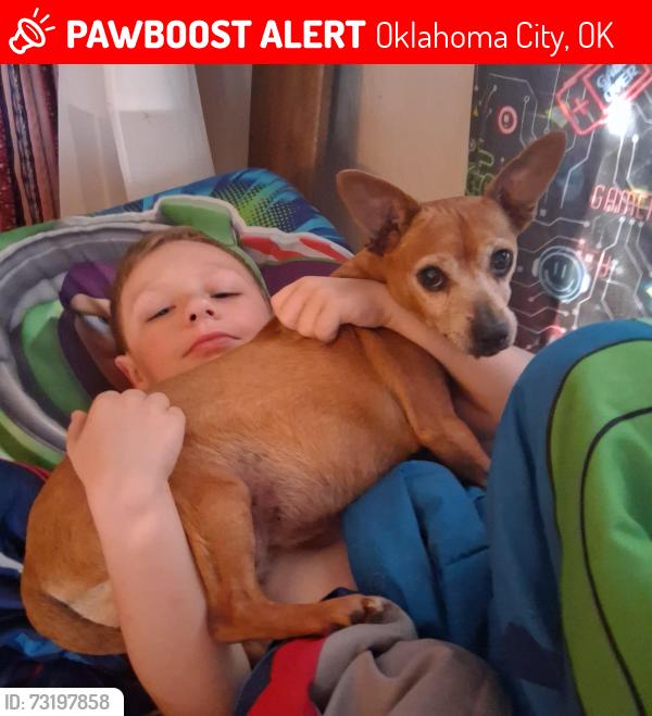 Lost Female Dog last seen Sw 44th & Pennsylvania, Oklahoma City, OK 73119