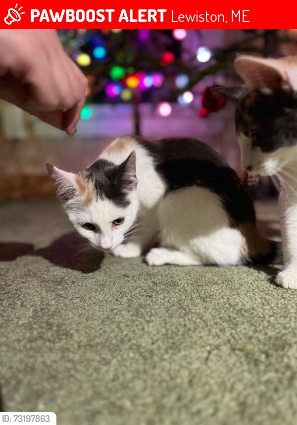 Lost Female Cat last seen Wood st & holland st Lewiston Maine, Lewiston, ME 04240