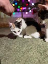 Lost Female Cat last seen Wood st & holland st Lewiston Maine, Lewiston, ME 04240