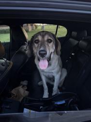 Found/Stray Male Dog last seen 141st and Garnett, Bixby, OK 74008