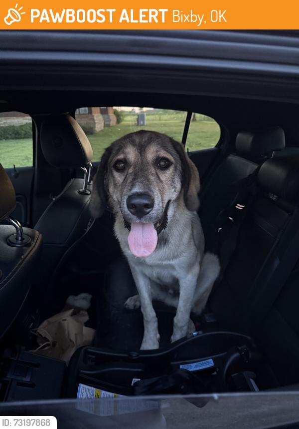 Found/Stray Male Dog last seen 141st and Garnett, Bixby, OK 74008
