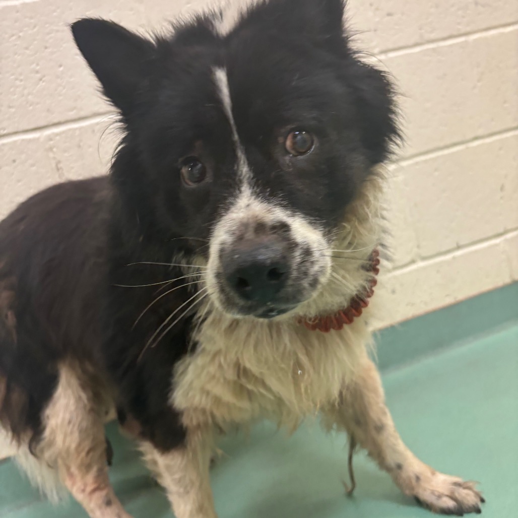 Shelter Stray Male Dog last seen , 2350 Appling City Cove, Memphis, TN 38133, USA