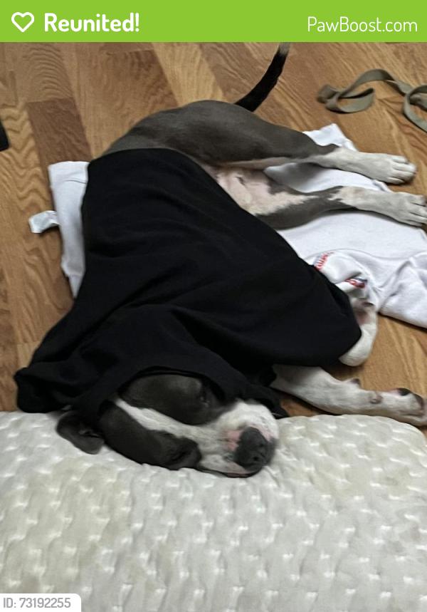 Reunited Male Dog last seen Near d st Hayward ca 94541, Hayward, CA 94541