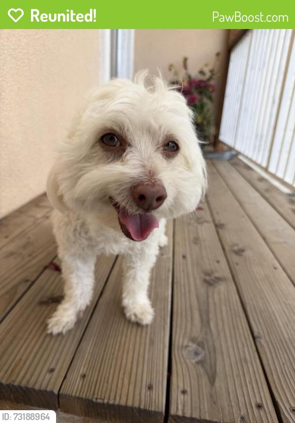Reunited Male Dog last seen Near Hoffman Blvd, Richmond, CA 94804