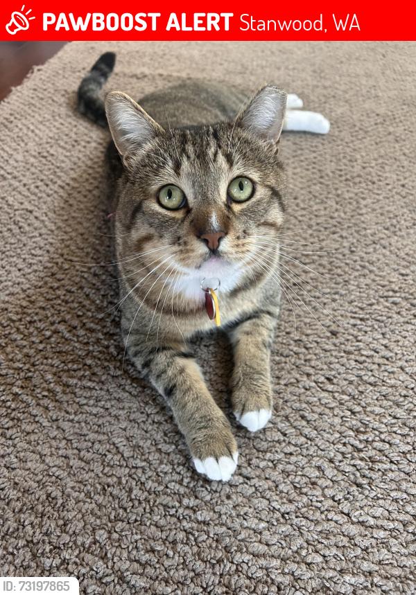 Lost Male Cat last seen Copper Station Development, Stanwood, WA 98292