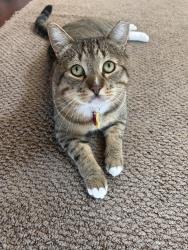Lost Male Cat last seen Copper Station Development, Stanwood, WA 98292