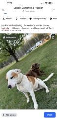 Reunited Male Dog last seen Heartland Rd, Lenoir, NC 28645