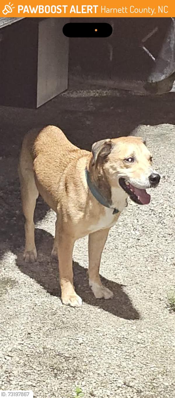 Found/Stray Male Dog last seen W. Cornelius Harnett Blvd & Main Street, Harnett County, NC 27546