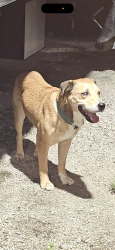 Found/Stray Male Dog last seen W. Cornelius Harnett Blvd & Main Street, Harnett County, NC 27546