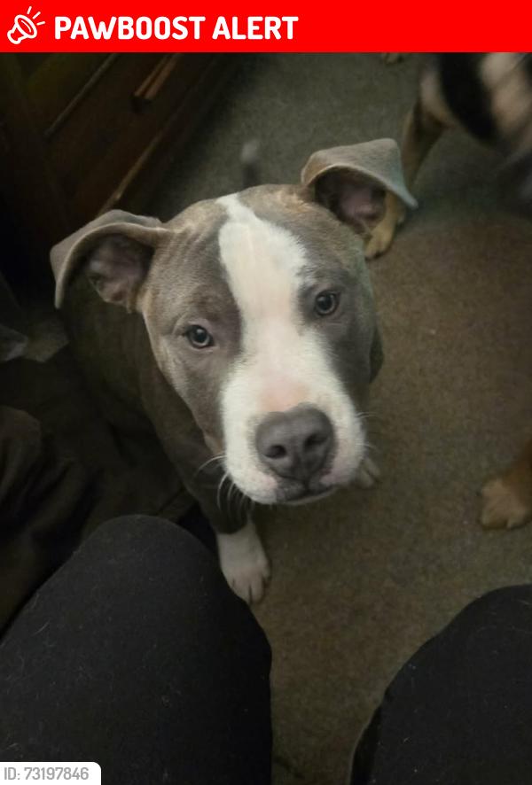 Lost Male Dog last seen Livingston WV 25083, Kanawha County, WV 25083