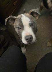 Lost Male Dog last seen Livingston WV 25083, Kanawha County, WV 25083
