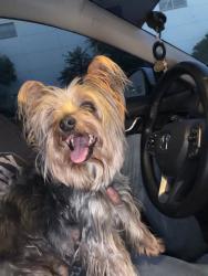 Found/Stray Male Dog last seen Rd 7.2 and D.5 NE, Moses Lake, WA 98837, Moses Lake, WA 98837