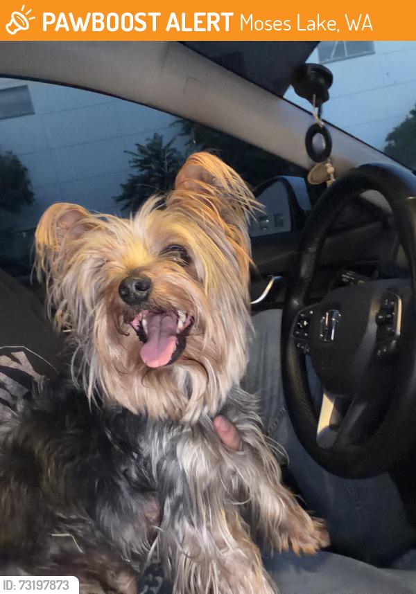 Found/Stray Male Dog last seen Rd 7.2 and D.5 NE, Moses Lake, WA 98837, Moses Lake, WA 98837