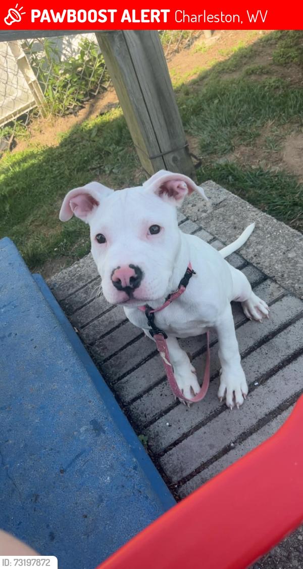 Lost Male Dog last seen Road across from the old Skeenys hotdogs, Charleston, WV 25387