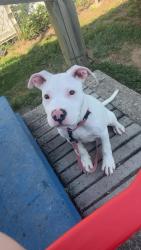 Lost Male Dog last seen Road across from the old Skeenys hotdogs, Charleston, WV 25387