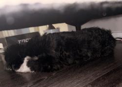 Reunited Unknown Dog last seen Cooper, Fuller St. by Take 5 Oil Change, Arlington, TX 76011