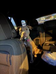 Reunited Female Dog last seen 58th and Ward, Arvada, CO 80004