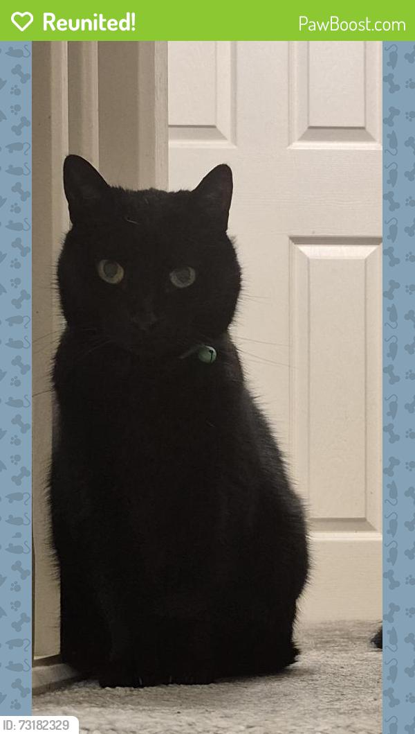 Reunited Female Cat last seen Not far from the Shovels pub, Common Edge Road., Blackpool, England 