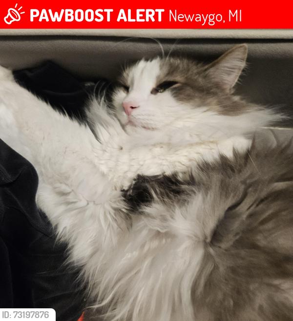 Lost Male Cat last seen Last seen inside, ran out, Newaygo, MI 49337