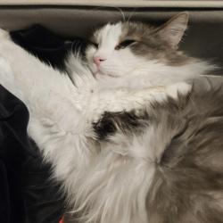 Lost Male Cat last seen Last seen inside, ran out, Newaygo, MI 49337
