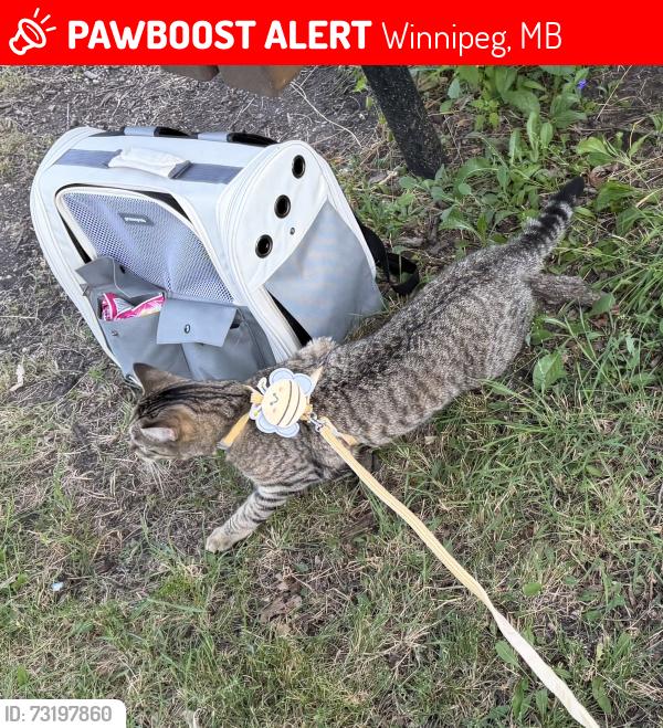 Lost Male Cat last seen Assiniboine Park Picnic Site #18, Winnipeg, MB 