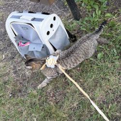 Lost Male Cat last seen Assiniboine Park Picnic Site #18, Winnipeg, MB 