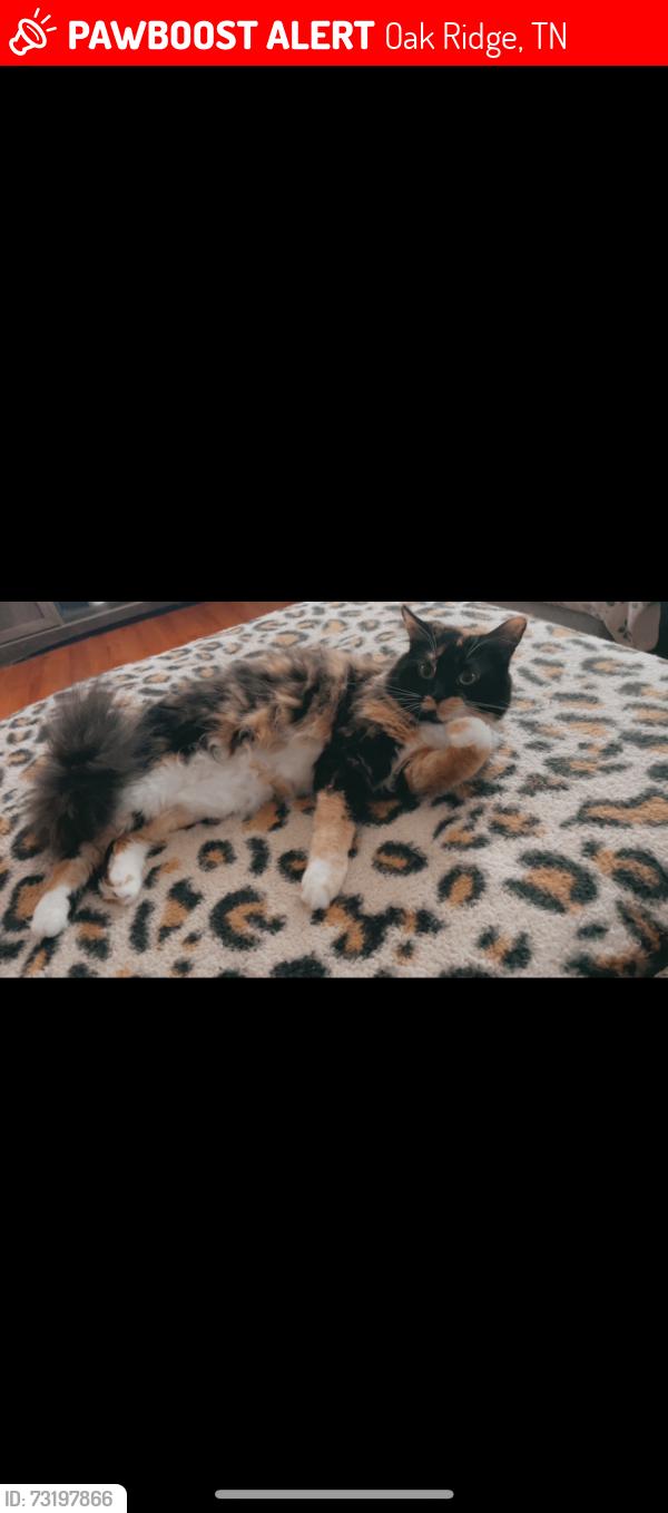 Lost Female Cat last seen Cul-de-sac warrior Lane, Oak Ridge, TN 37830