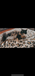 Lost Female Cat last seen Cul-de-sac warrior Lane, Oak Ridge, TN 37830