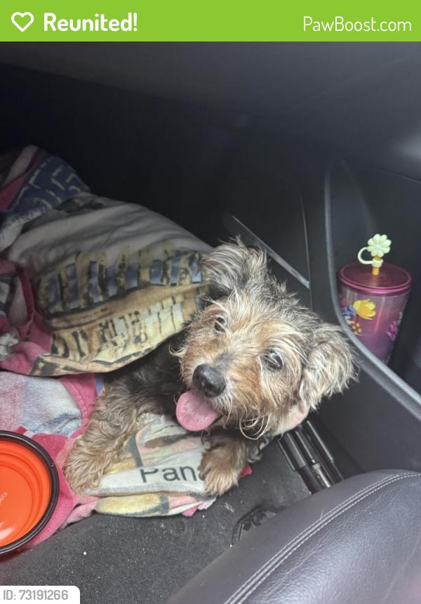Reunited Male Dog last seen Near Sledz Cycles of DeLand, DeLand, FL 32720